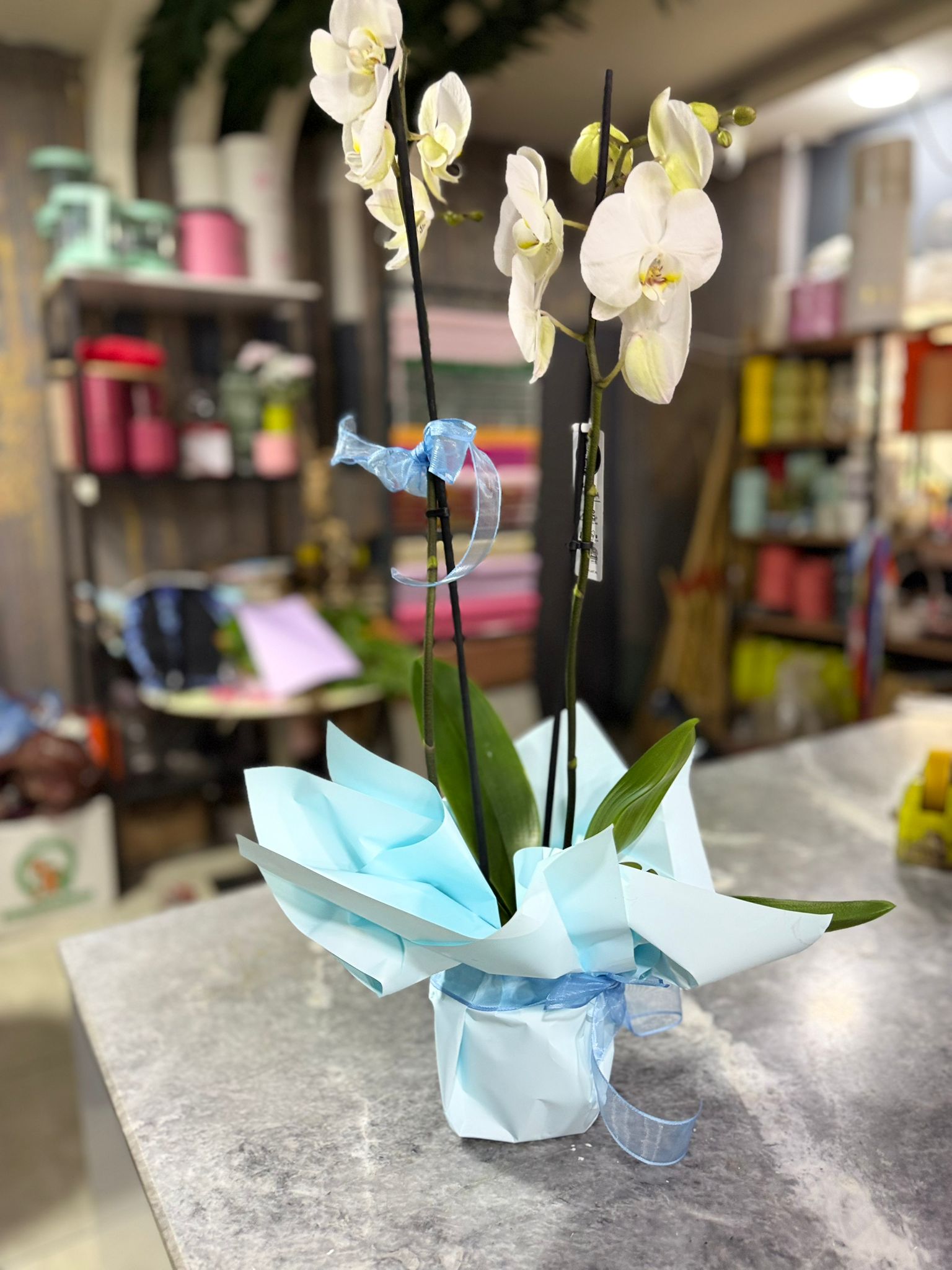 Orkide ithal Çift Dal