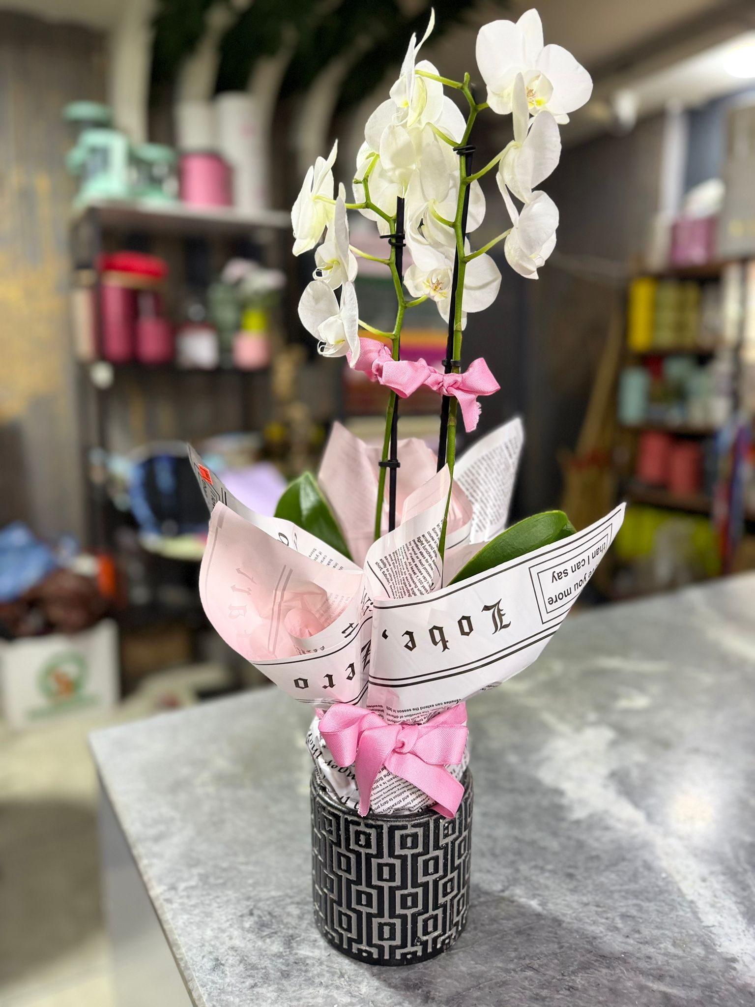 Orkide ithal Çift Dal